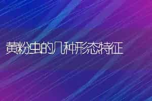 黄粉虫的几种形态特征