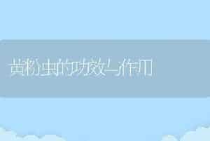 黄粉虫的功效与作用