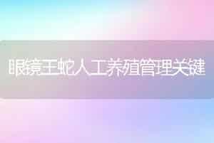 眼镜王蛇人工养殖管理关键