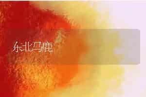 东北马鹿