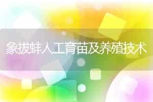 板蓝根液治疗水貂阿留申病