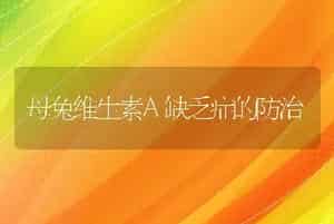 成年鹿的饲养管理