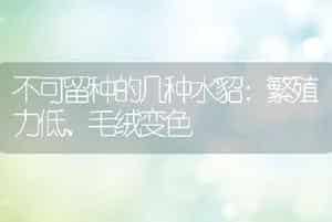 不可留种的几种水貂：繁殖力低、毛绒变色