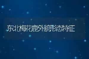 东北梅花鹿外貌形态特征