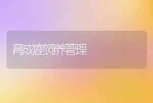 育成鹿饲养管理