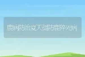 鹿病防治夏天提防鹿猝死病