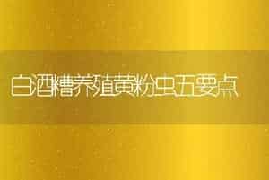 白酒糟养殖黄粉虫五要点