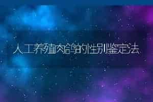 人工养殖肉鸽的性别鉴定法