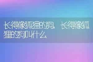 长得像狐狸的狗，长得像狐狸的狗叫什么