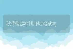 秋季猪急性肌肉风湿病