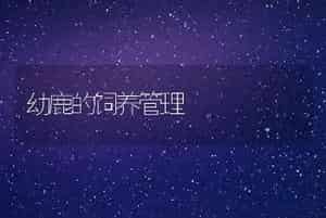 幼鹿的饲养管理