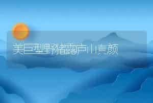 美巨型野猪露庐山真颜
