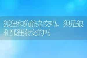 狐狸和狗能杂交吗，狈是狼和狐狸杂交的吗