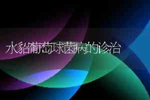 水貂葡萄球菌病的诊治