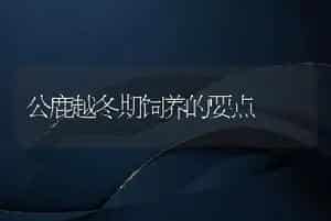 公鹿越冬期饲养的要点