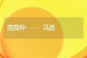 鹿良种---马鹿