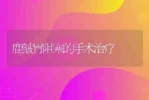 鹿皱胃阻塞的手术治疗