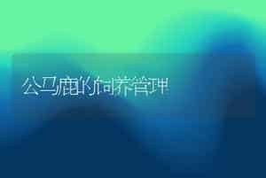 公马鹿的饲养管理