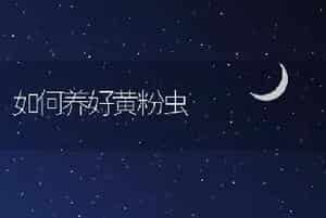 如何养好黄粉虫