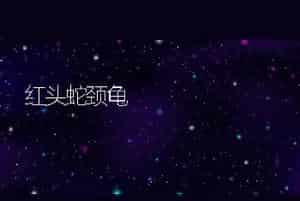 红头蛇颈龟