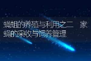 蝇蛆的养殖与利用之二 家蝇的采收与饲养管理