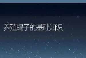 养殖蝎子的基础知识
