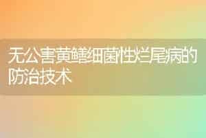 蝎毒的采集与加工