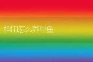 稻田怎么养甲鱼