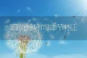 水貂皮伤残和非季节特征