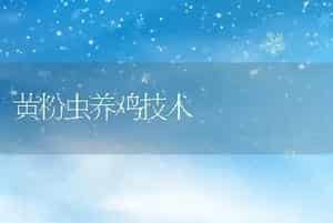 黄粉虫养鸡技术