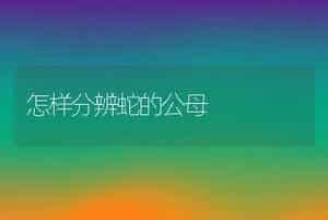 怎样分辨蛇的公母