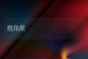 鹿角蕨