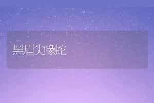 黑眉尖喙蛇