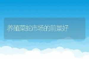 养殖菜蛇市场的前景好