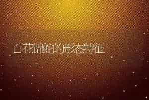 百花锦蛇的形态特征