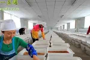 黄粉虫四种疾病的预防治疗