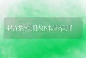 种蛇繁殖期内的饲养管理