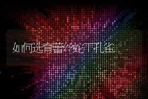 如何选育蕾丝蛇王孔雀