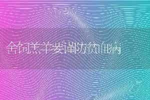 舍饲羔羊要谨防贫血病