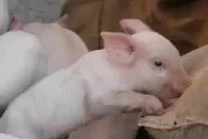 养猪场如何进行驱虫