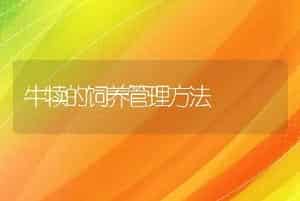 牛犊的饲养管理方法