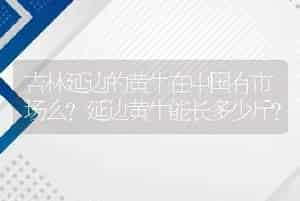 吉林延边的黄牛在中国有市场么?延边黄牛能长多少斤?