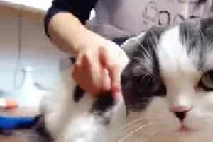 给猫咪剃毛怎么样？给猫剃毛的坏处与好处！