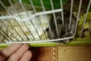 你买的笼子适合仓鼠居住吗?