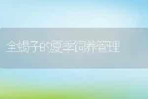 全蝎子的夏季饲养管理