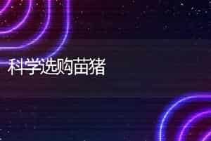 科学选购苗猪