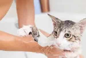 猫咪洗澡总是不安分，让它爱上洗澡原来如此简单!