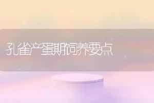 孔雀产蛋期饲养要点