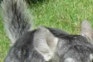 龙猫洗澡眼睛发炎了怎么办？应该怎么治疗？