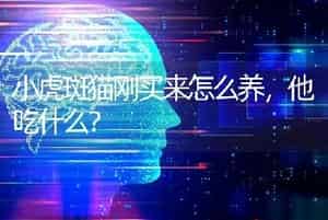 小虎斑猫刚买来怎么养，他吃什么？